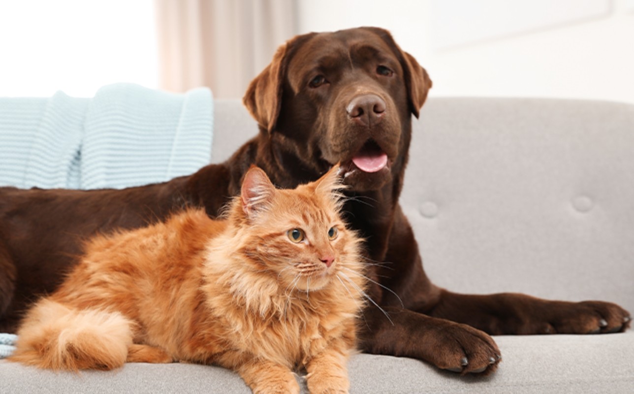 Santos pode multar em até R$ 10 mil quem deixar animais sozinhos por mais de 36h