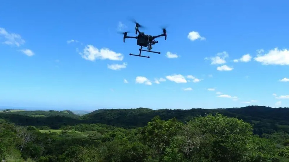 Esta é a primeira vez que toda a área da floresta de oNgoye é explorada na busca pela fêmea da planta. — Foto: Universidade de Southampton
