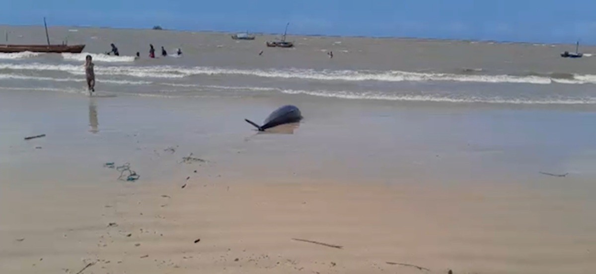 Golfinho é encontrado morto em praia de Colares, no Pará 