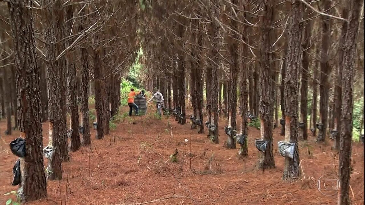 Uso de inalantes artesanais como droga aumenta em Rio e SP - Jornal O Globo