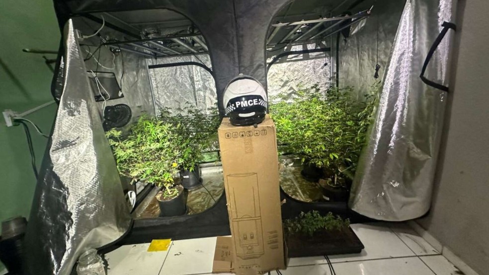 Polícia apreendeu duas estufas, sete pés de maconha e outros materiais em apartamento que era usado como laboratório clandestino de droga. — Foto: Polícia Militar/ Divulgação