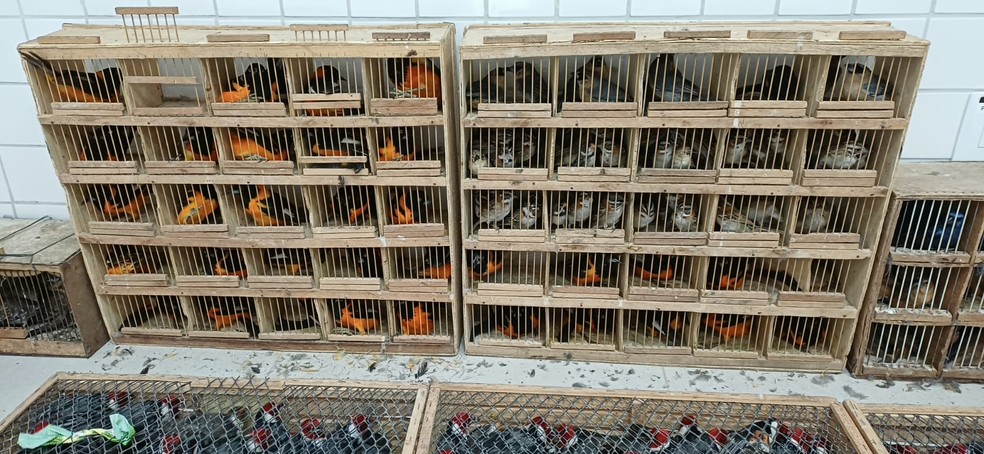 PRF resgata mais de 900 animais silvestres em Garanhuns