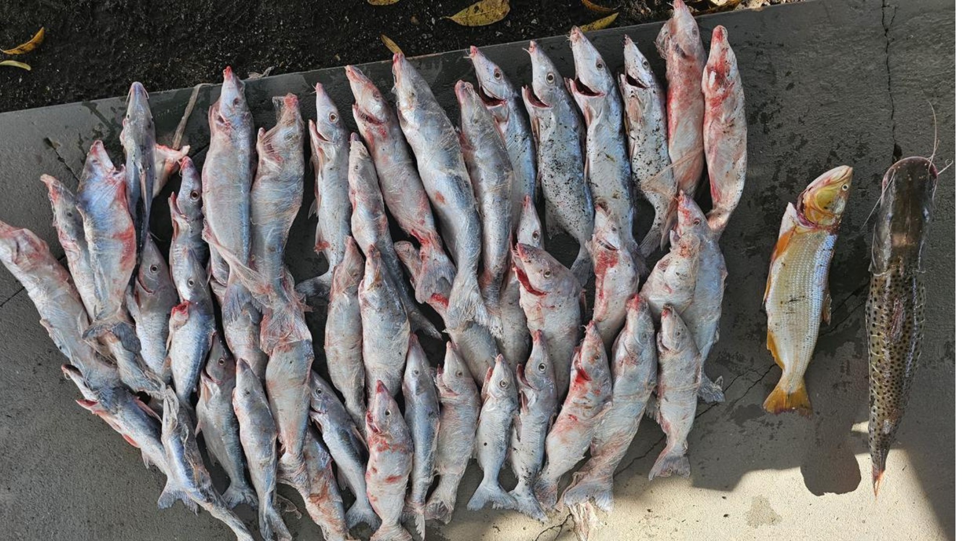 Após disparos, pescador é preso com arsenal e 40 kg de peixe em MG