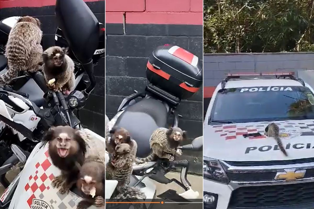 Saguis 'visitam' batalhão e surpreendem policiais em Praia Grande, SP; VÍDEO 