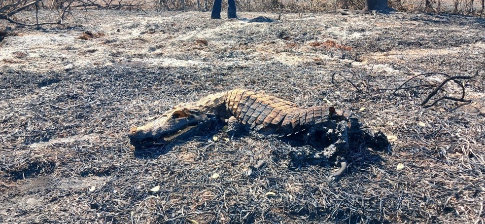 Jacaré morre queimado pelas chamas de incêndio que atinge Pantanal de MT há 20 dias — Foto: TV Centro América