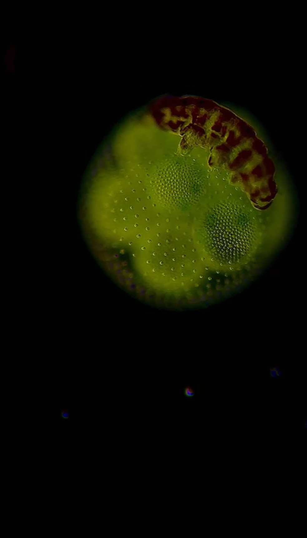 Um tardígrado, conhecido como “urso-d’água”, se desloca entre colônias de algas Volvox. O registro rendeu à britânica Penny Fenton o 4º lugar na Small World in Motion 2025. — Foto: Penny Fenton/2025 Small World in Motion Competition/Cortesia