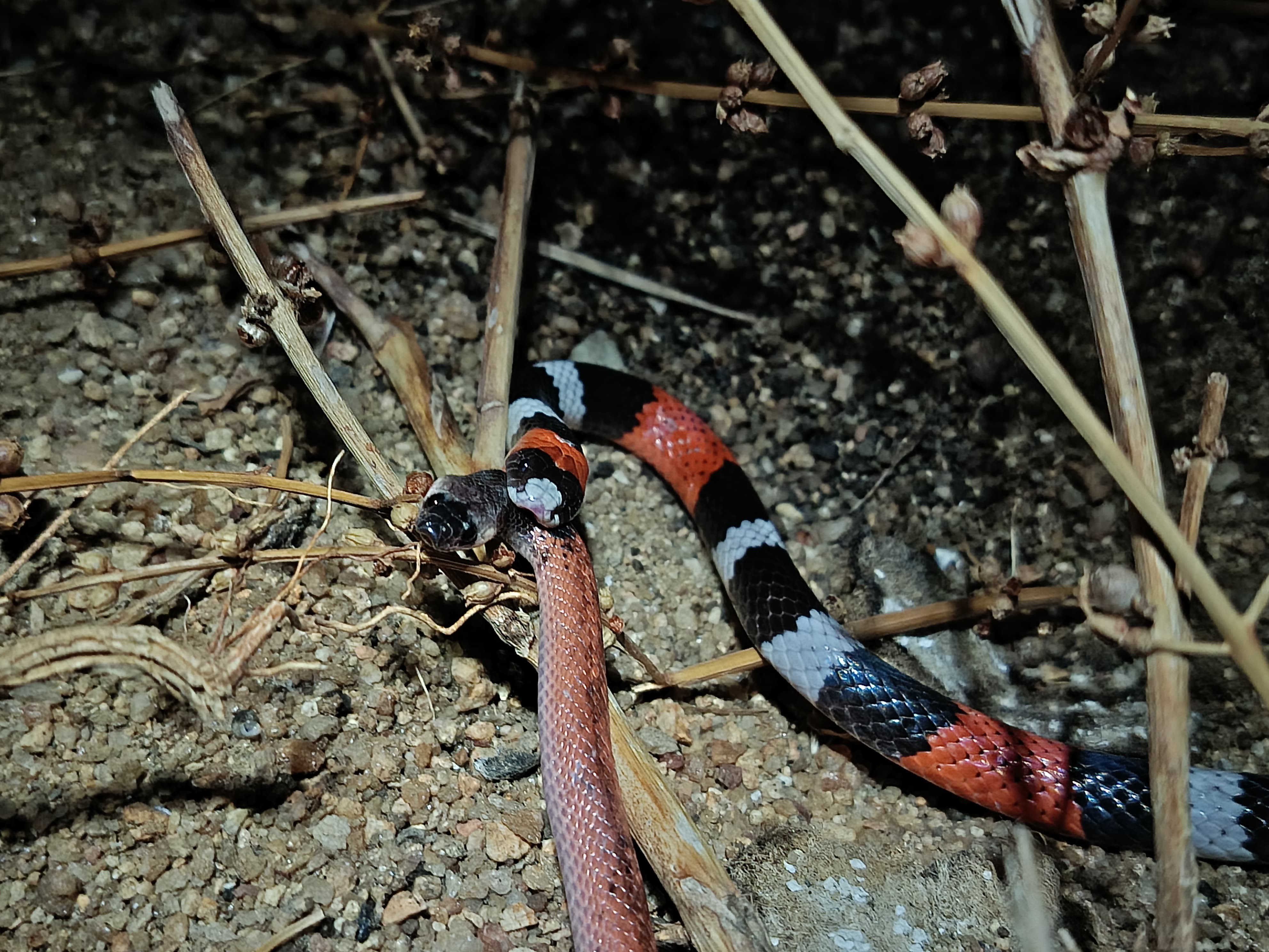 Herpetólogo documenta predação de filhote de cobra-preta por cobra-coral