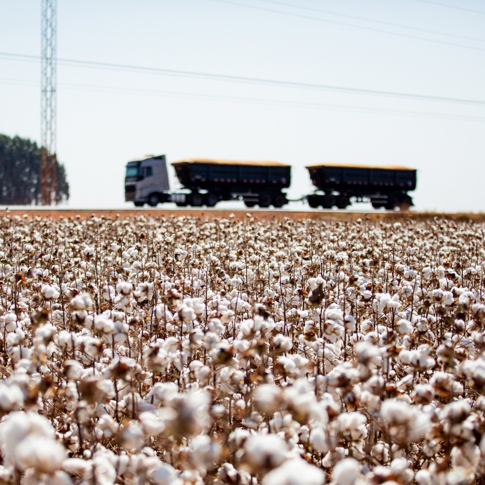 Produção de algodão — Foto: Secom-MT
