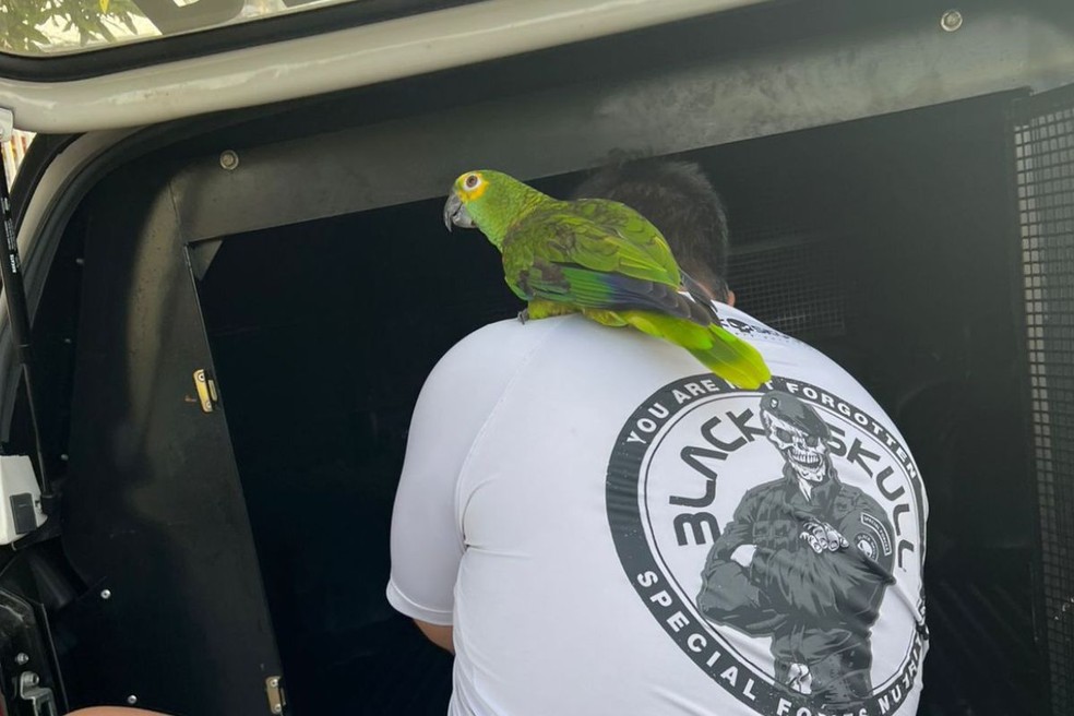 Papagaio de um dos alvos por suspeita de 'delivery do tráfico' acompanha tutor até viatura em Cuiabá — Foto: Reprodução