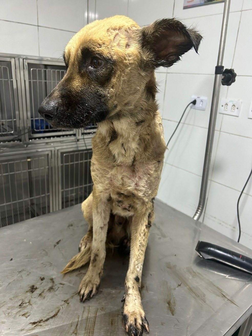 Cão foi levado para clínica veterinária em São Vicente (SP) — Foto: Arquivo Pessoal