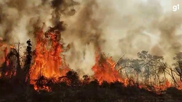 Boiada peregrina por comida e ribeirinho teme que o fim venha pelo fogo -  Meio Ambiente - Campo Grande News