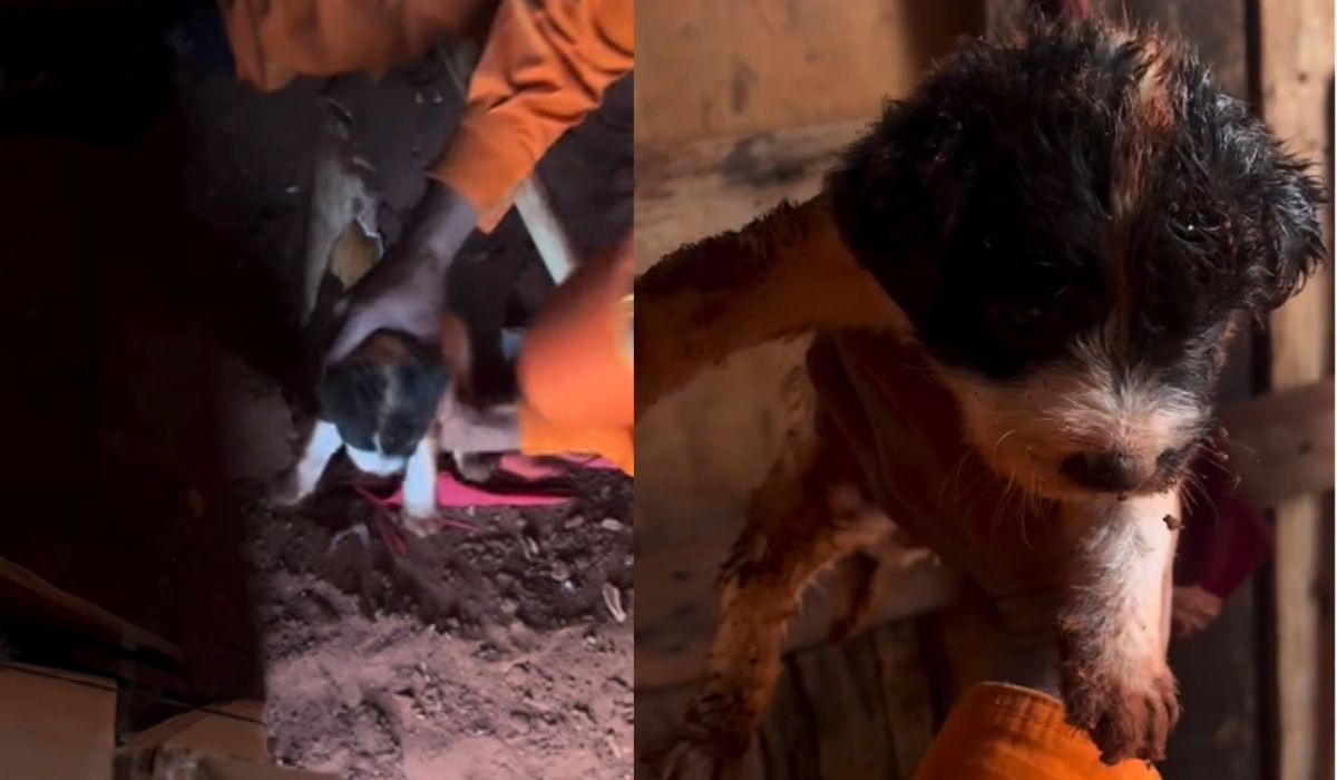 VÍDEO: Filhote de cachorro fica preso em tubulação de esgoto e é resgatado pelos bombeiros em MS 