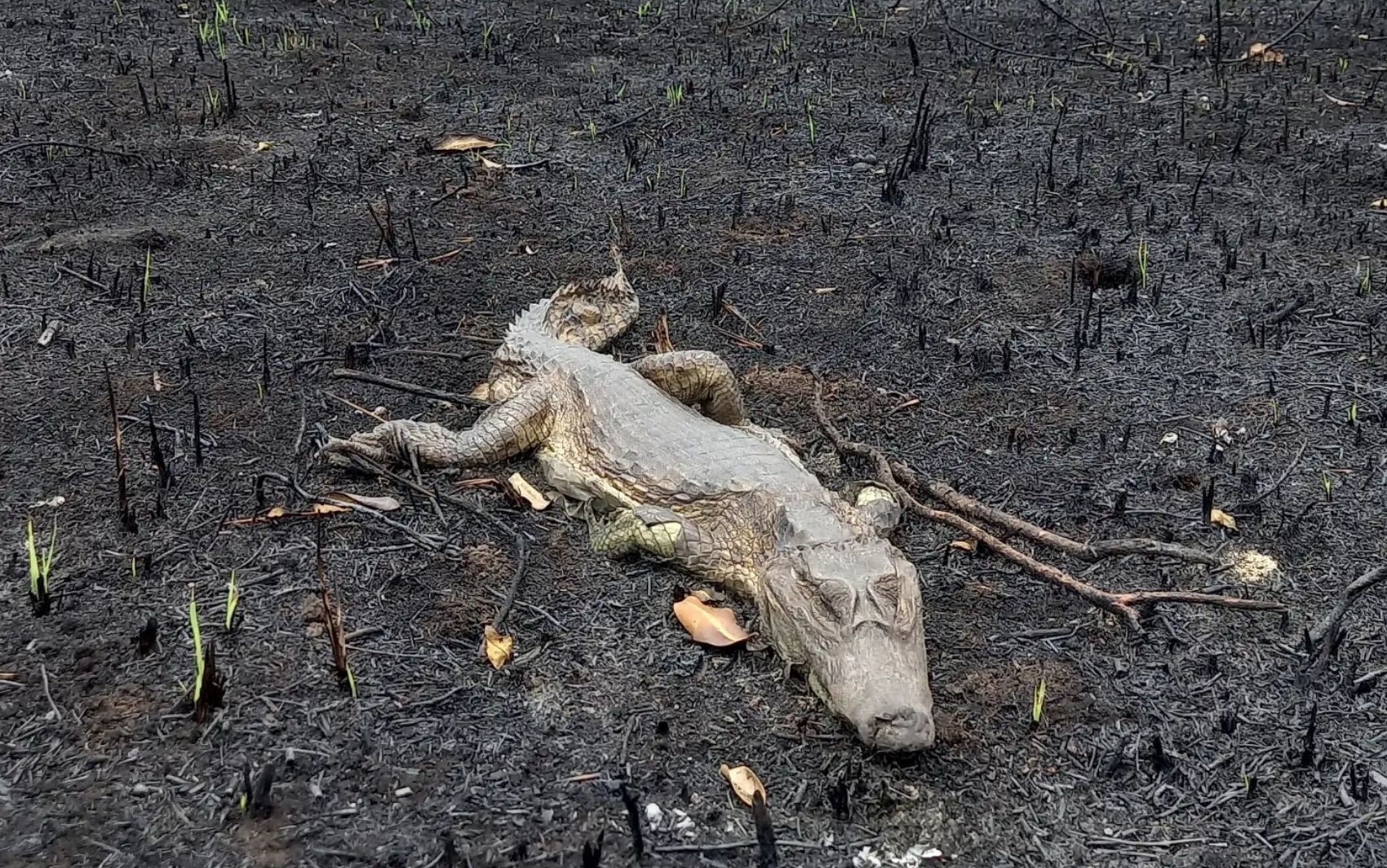Formoso do Araguaia entra em situação de emergência após incêndio destruir casas, vegetação e matar animais silvestres