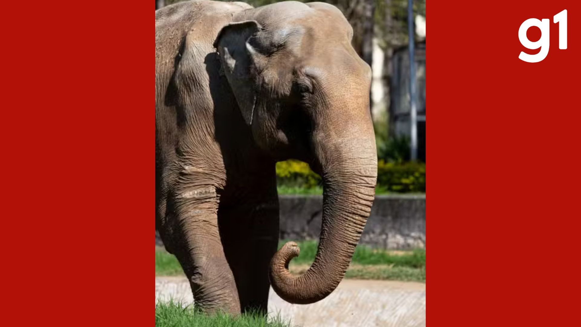 Elefante Sandro se torna primeiro macho de santuário que abriga 6 fêmeas em MT