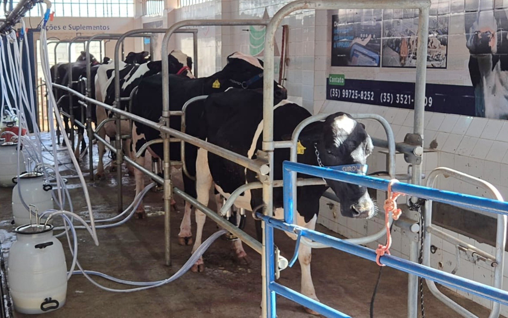 Feira de agronegócio terá oficinas, torneio leiteiro e concurso de café em Passos; veja a programação