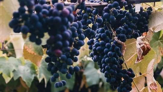 Globo Rural: informações adicionais das reportagens do dia 11/05/2025 - Veja dicas de como cultivar uva.