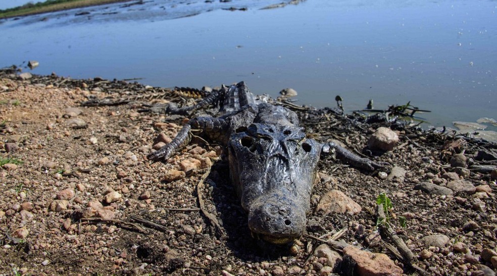 Crocodilo carbonizado pelos incêndios florestais em Porto Jofre — Foto: Rogerio Florentino/AFP