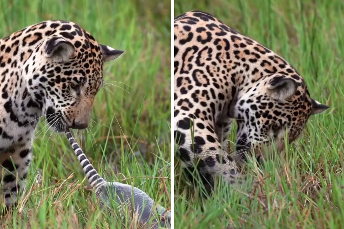 Filhote de onça-pintada é flagrada caçando tatu pela primeira vez no Pantanal; Veja vídeo
