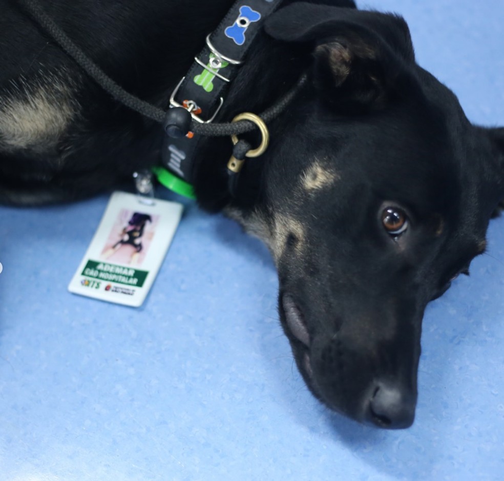 Primeiro cachorro hospitalar da rede municipal de sade da capital paulista  Foto: Divulgao/Secretaria Municipal da Sade