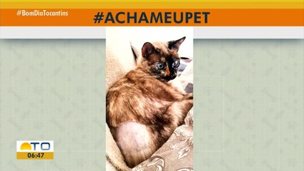 Acha meu pet: tutora procura gatinha desaparecida no Jardim Paulista em Araguaína