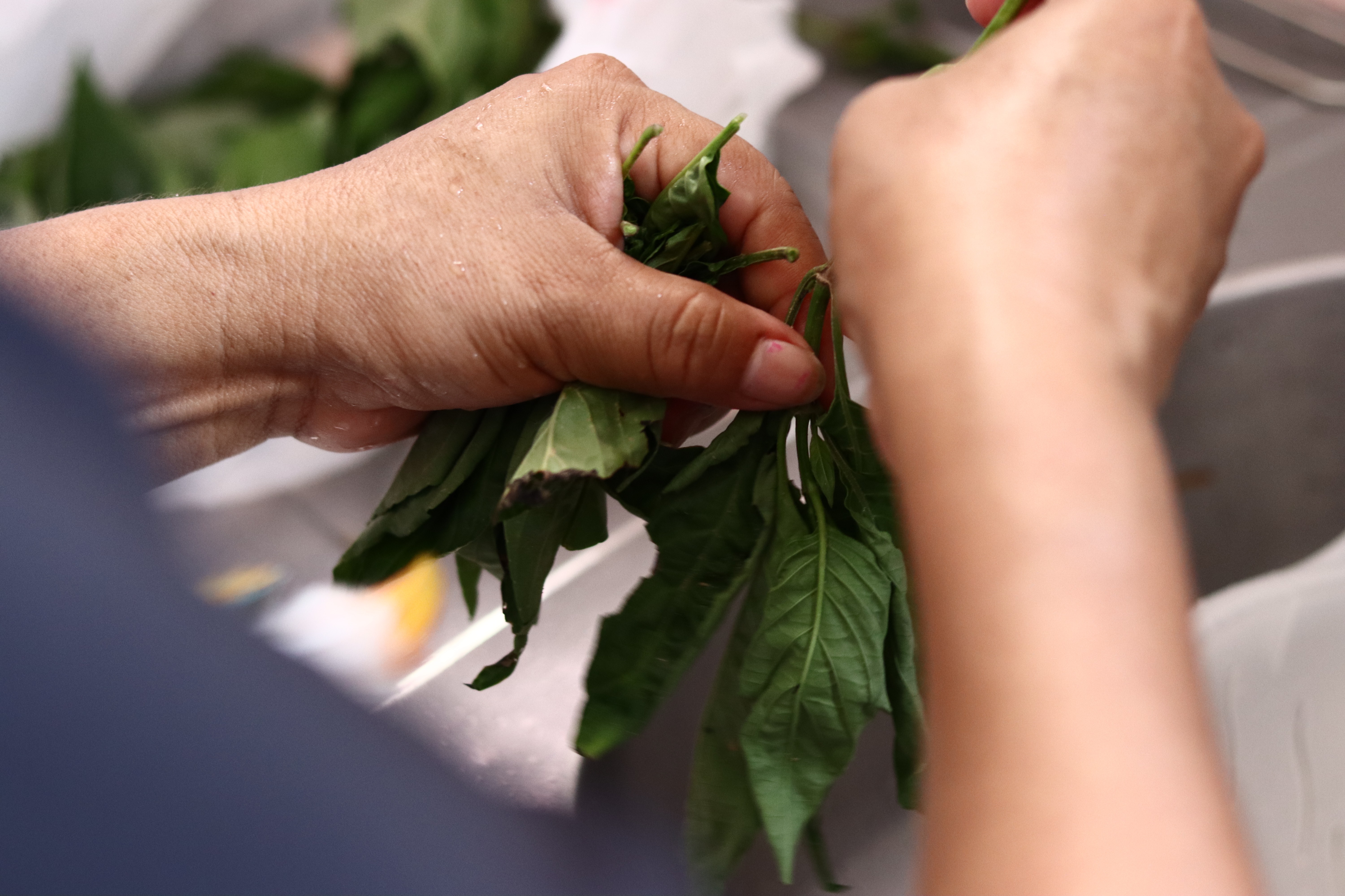 Projeto abre inscrições para curso de plantas medicinais com bolsa mensal de R$ 500 no litoral de SP