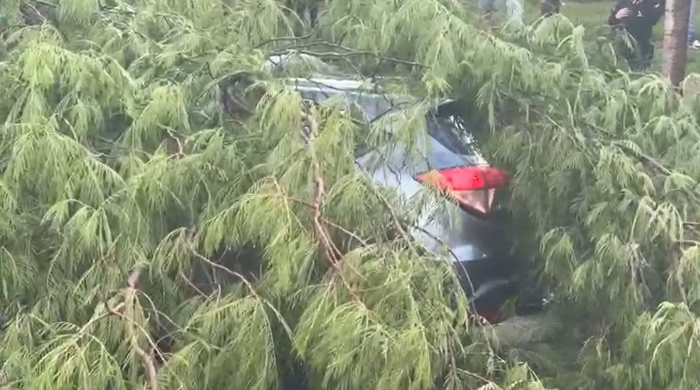 Temporal derruba poste e árvore sobre carro no DF, e motorista fica 'presa' no veículo para não ser eletrocutada; entenda