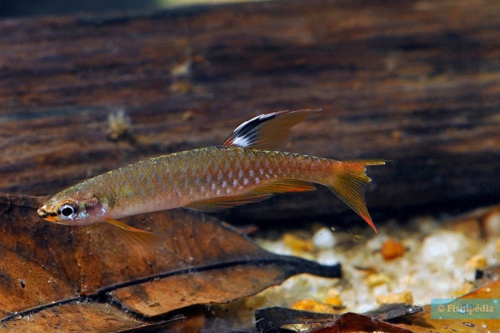 ‘Copella Arnoldi’: conheça o peixe amazônico que põe ovos fora da água 