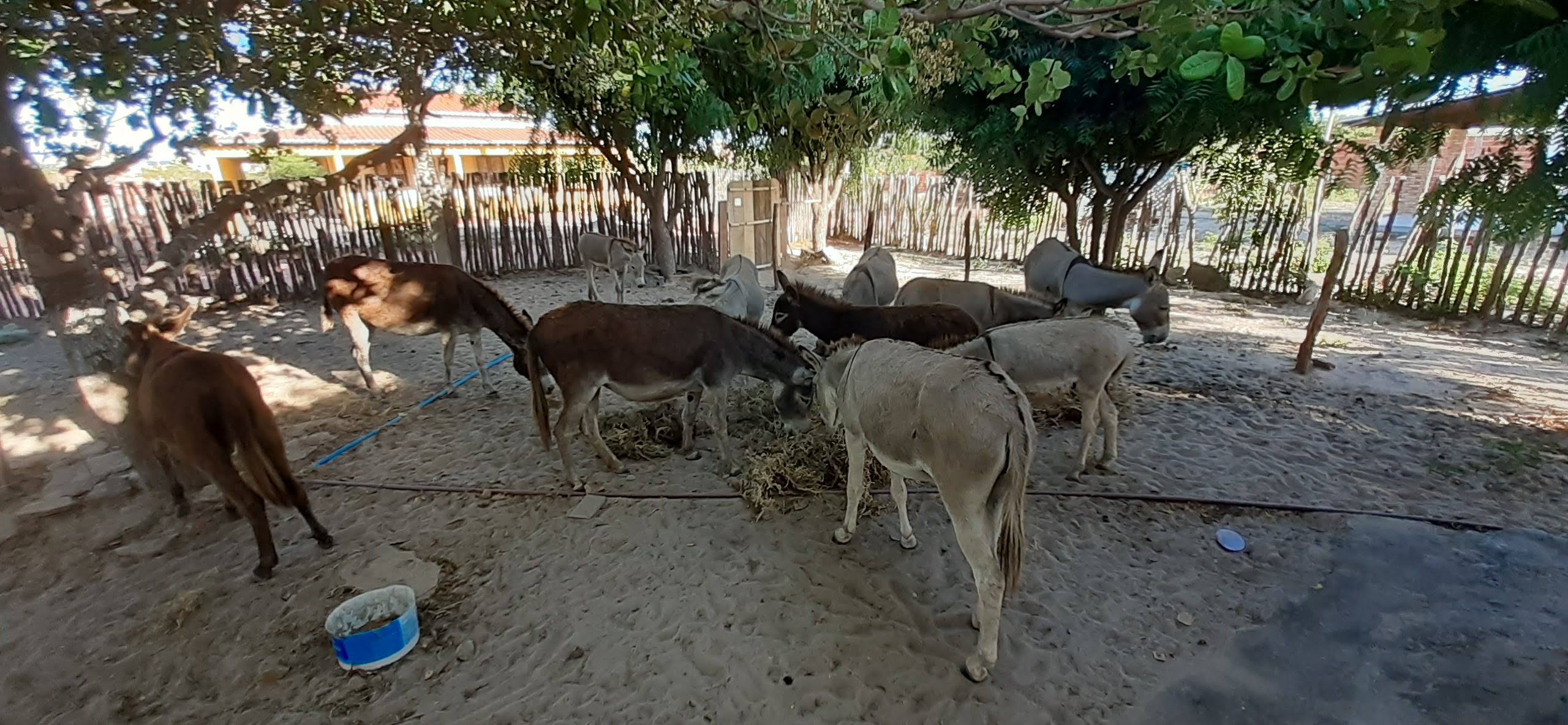 Prefeitura suspende tradicional corrida de jegues após ação de protetores de animais no Piauí