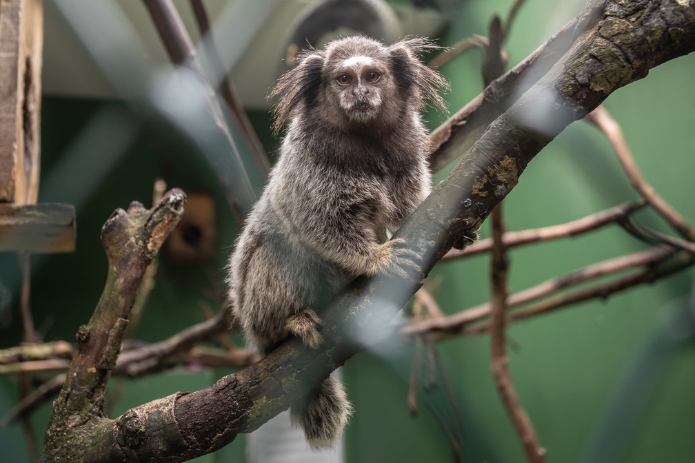 Macaco sagui em estado selvagem em são paulo brasil