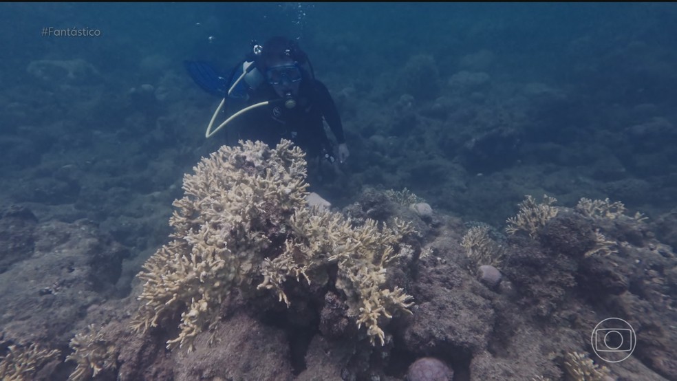 Corais brasileiros em risco: como aquecimento global ameaça ecossistemas marinhos — Foto: Fantástico/ Reprodução
