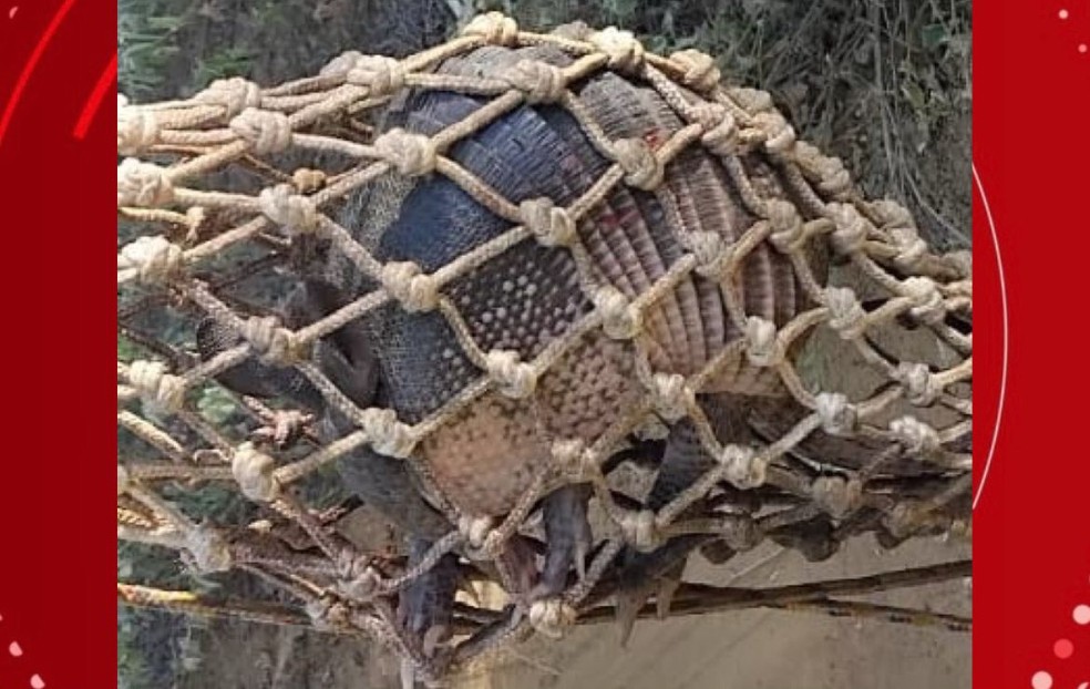 Tatu foi resgatado por policiais militares no norte da Bahia — Foto: Divulgação/Inema