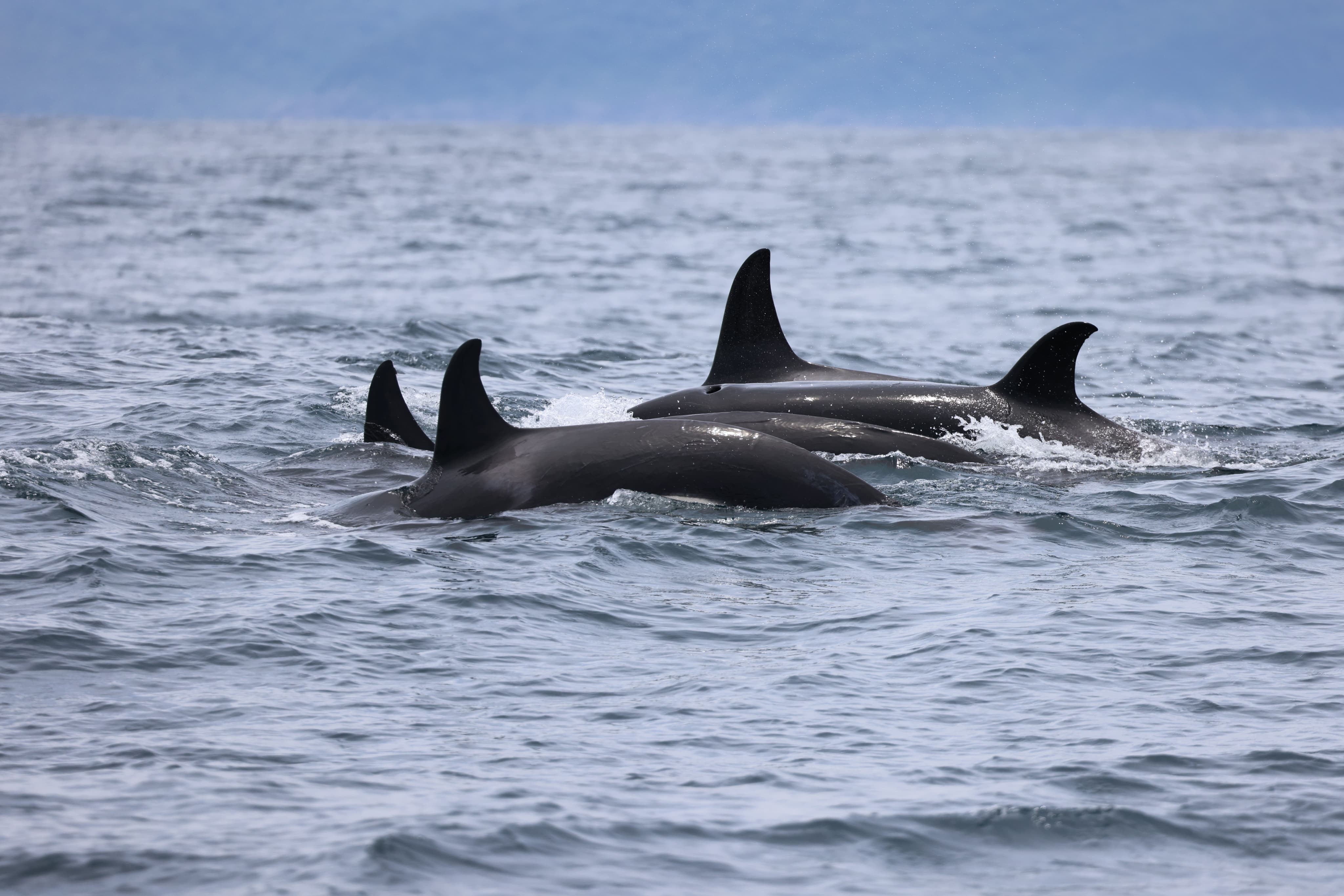 VÍDEO: Grupo com cerca de 17 orcas é flagrado no mar de Ilhabela, Litoral de SP