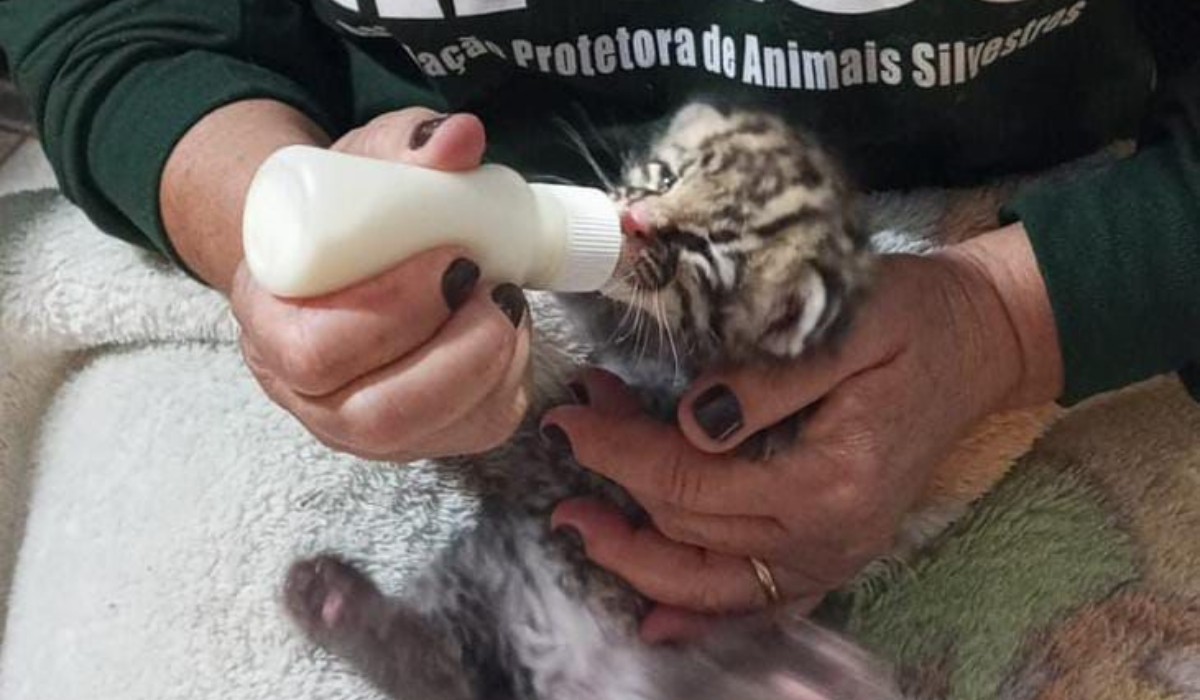 Você Não Tá Convidada pro Meu Bat Mitzvá!