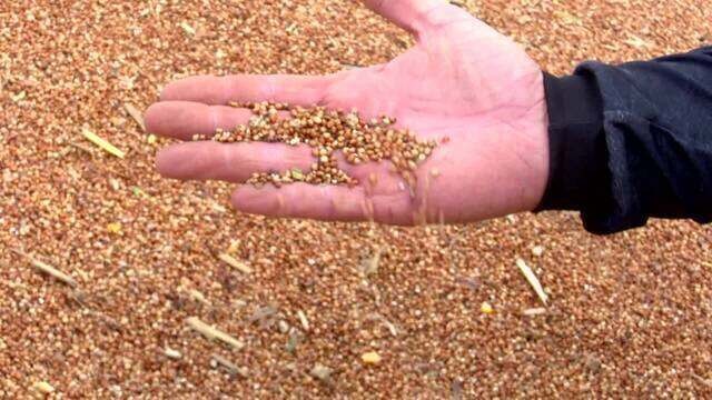 Agricultores do Paraná investem na produção de sorgo, cereal usado para preparo de ração animal 