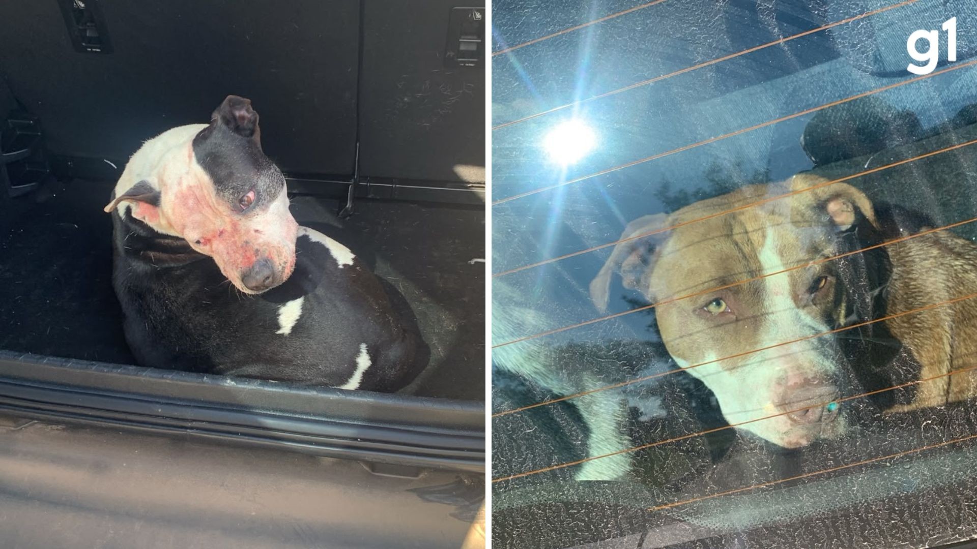Homem morre após ser atacado por três pit bulls no RS