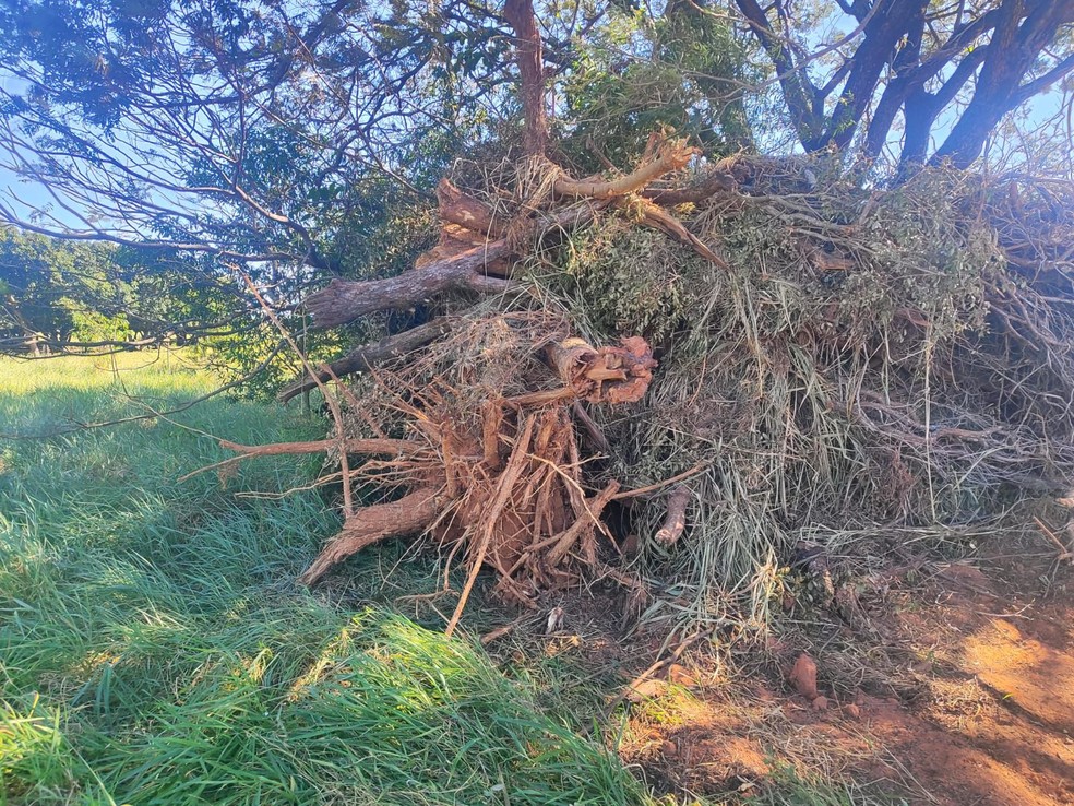 Homem é multado em R$ 3,6 mil por cortar 12 árvores nativas das espécies ipê-amarelo e leiteiro em Rancharia (SP) — Foto: Reprodução/Polícia Ambiental