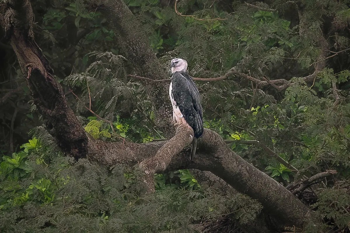 No meio da mata e sob chuva, biólogo tem encontro raro com maior águia do planeta no Pantanal