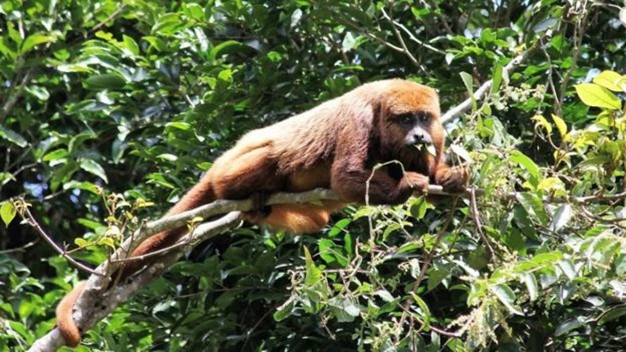 Febre amarela: RS confirma morte de cinco macacos e faz alerta para a circulação da doença