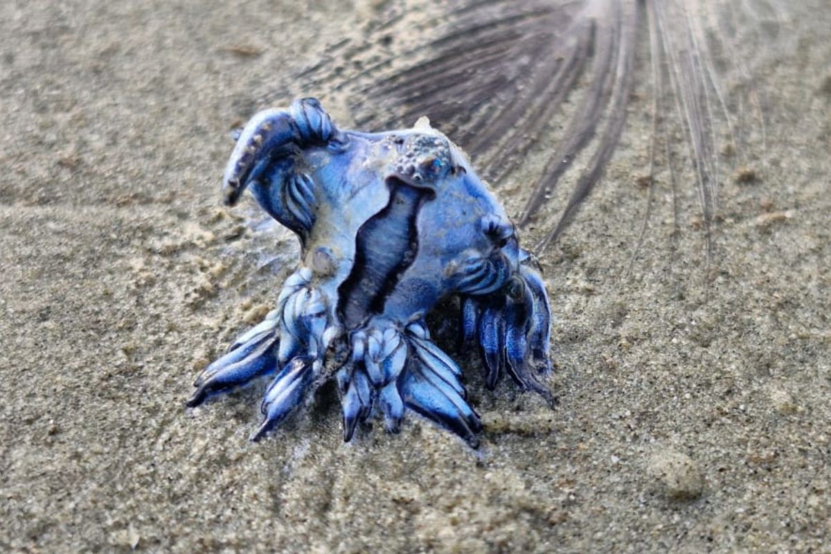 Você Não Tá Convidada pro Meu Bat Mitzvá!