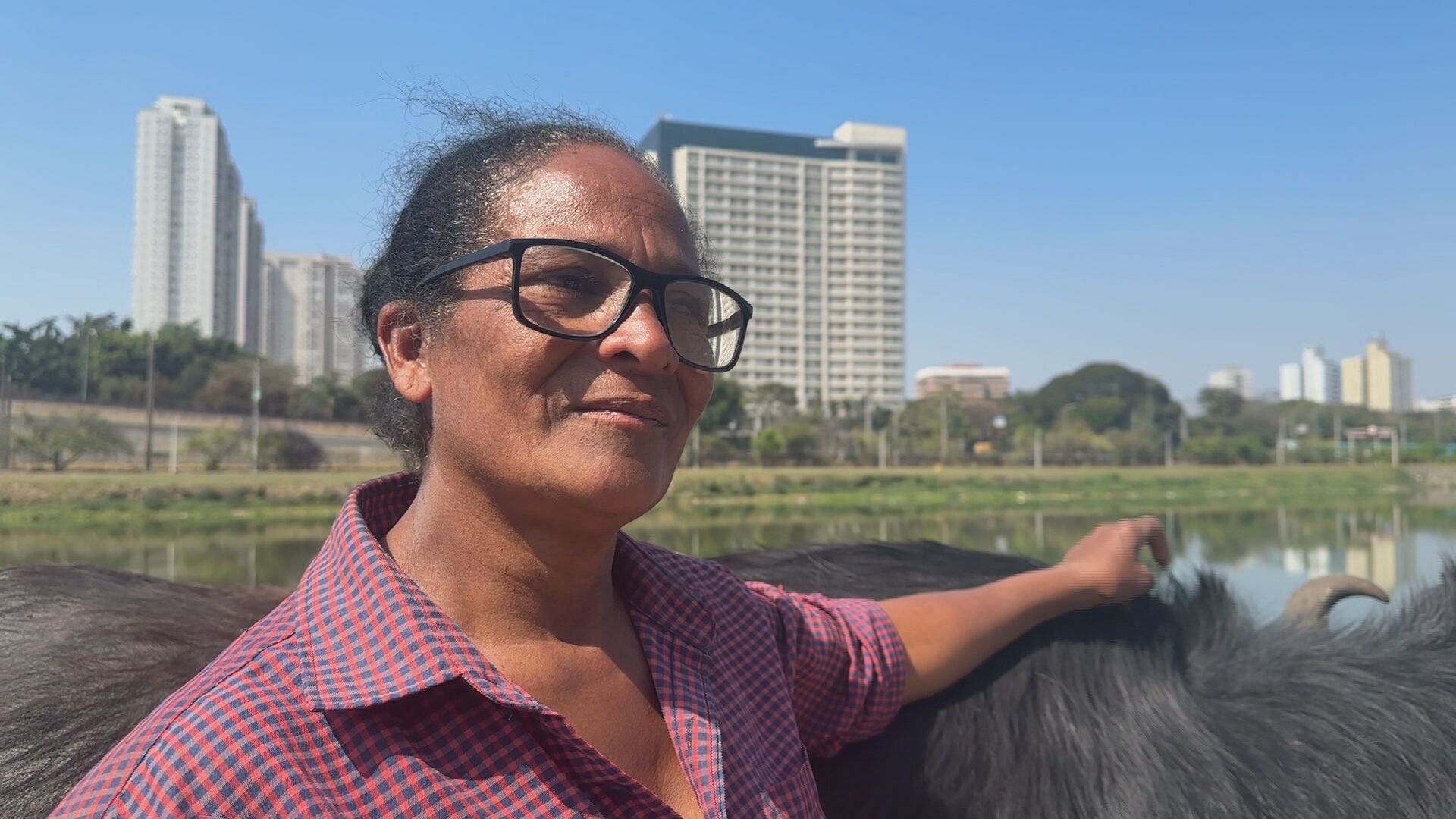 ‘Saíram atrás de comida’, diz mulher que se apresenta como dona de búfalos flagrados no Rio Pinheiros em SP