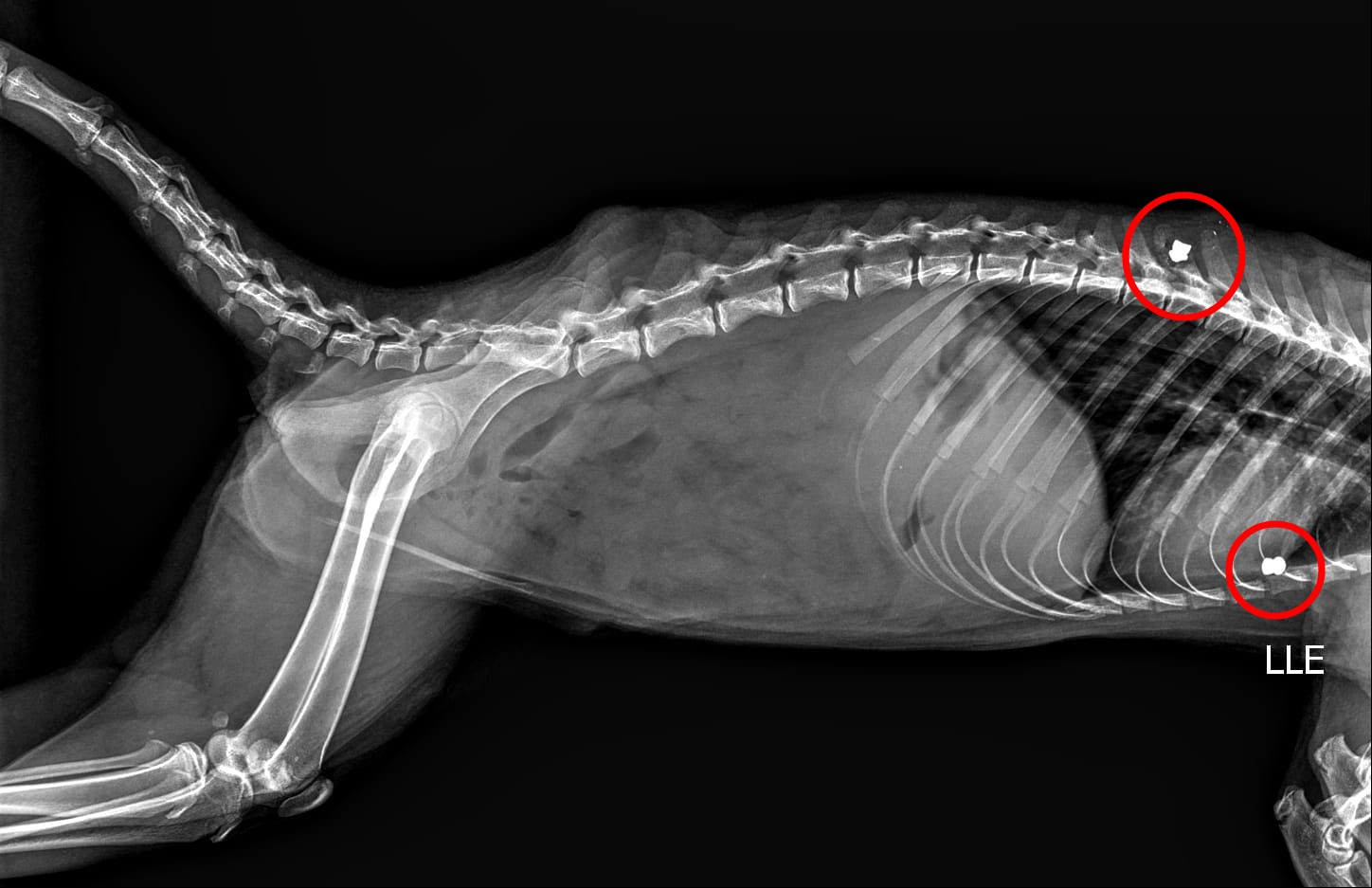 Prefeitura alerta sobre maus-tratos após quati ser baleado com chumbinho em bosque de Marília; veja punições previstas em lei