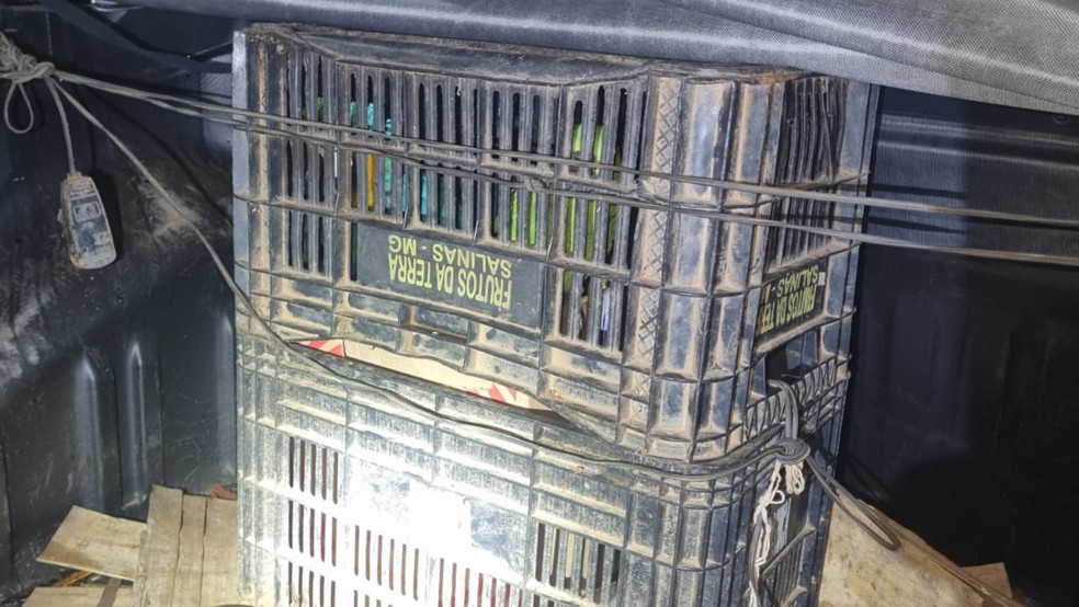 Arara-canind&eacute; e papagaio-verdadeiro s&atilde;o resgatados sem &aacute;gua e comida em caixas pl&aacute;sticas cobertas pela capota mar&iacute;tima na MGC-354 &mdash; Foto: PMRv/Divulga&ccedil;&atilde;o