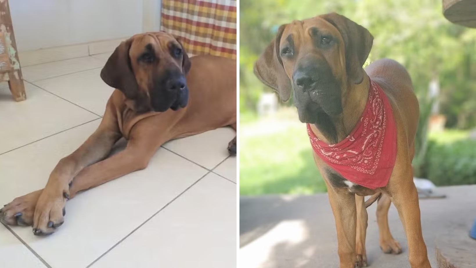 Desaparecimento de cadela com deficiência mobiliza força-tarefa com drones e voluntários em buscas por matas e represas no interior de SP