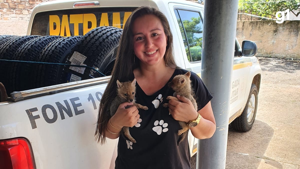 De filhote de veado a falcões: bióloga voluntária cuida de animais silvestres e transforma própria casa em santuário no RS