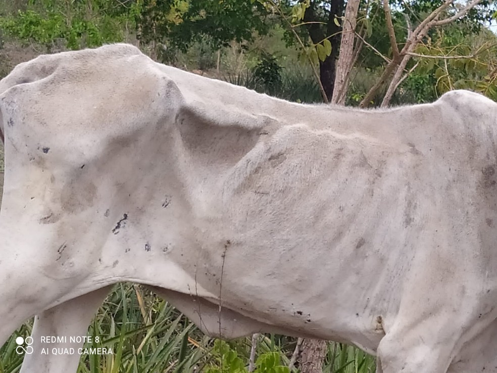 Animais tinham dificuldade de se levantarem por falta de alimentação. — Foto: Divulgação/PMA