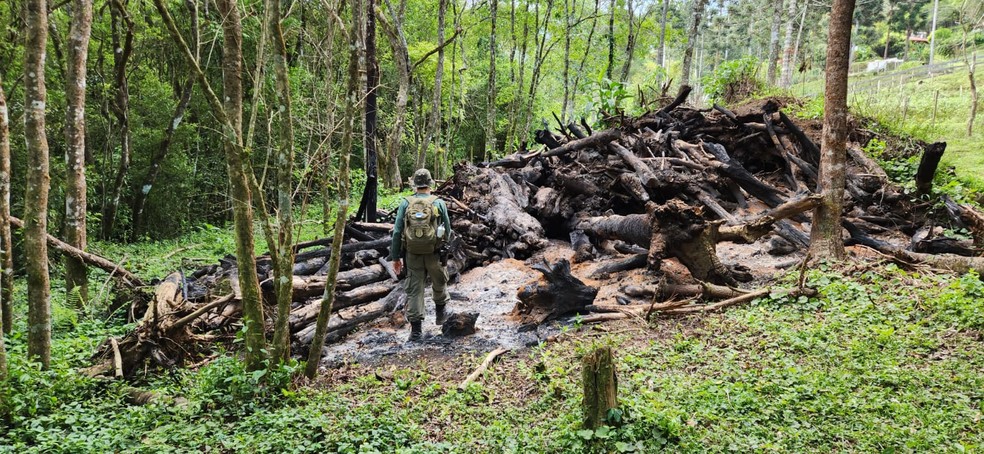 Material lenhoso queimado oriundo de desmatamento ilegal em região de incidência de araucárias (espécie ameaçada). — Foto: Claudio Dupas / Divulgação IBAMA