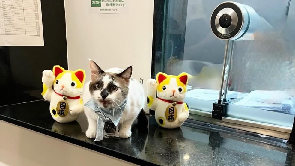 CG acompanhado de dois outros gatinhos 'Maneki Neko' de pelúcia — Foto: Instagram/Reprodução