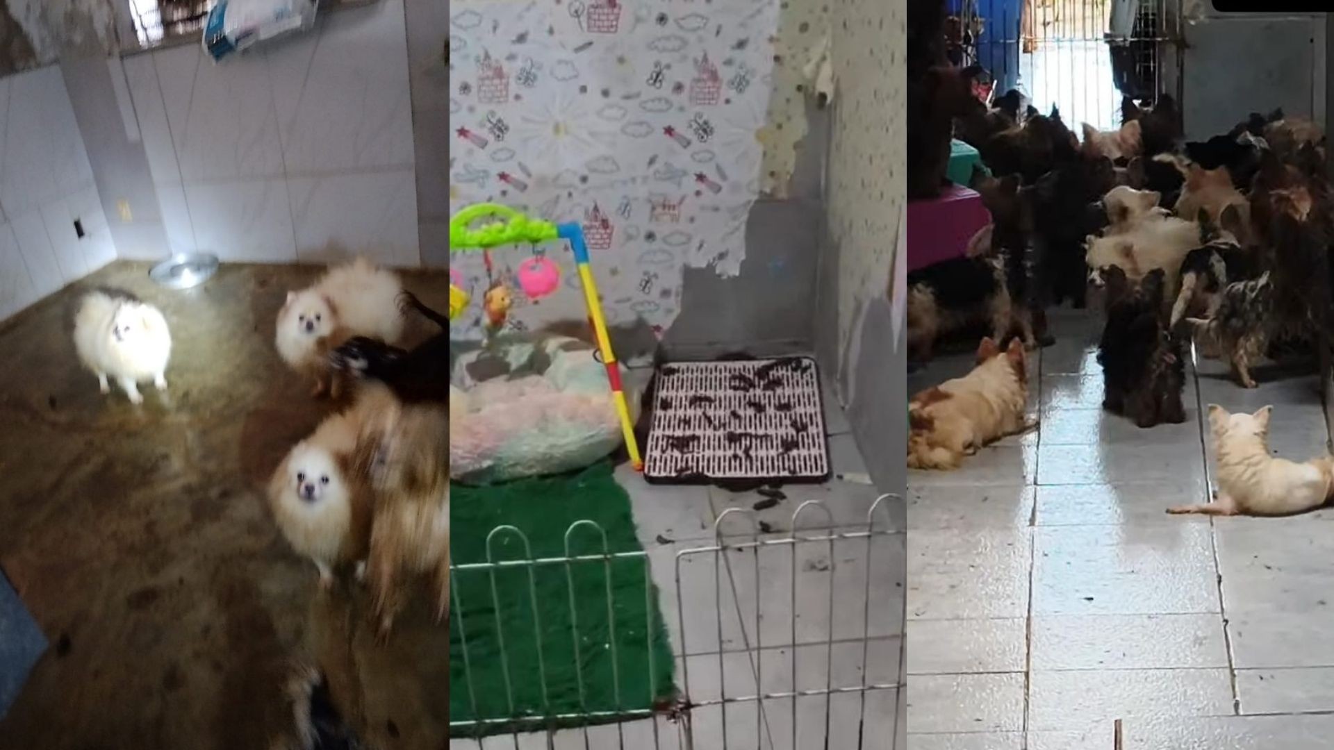 Canil clandestino com mais de 100 animais em situação degradante é interditado em Paulista