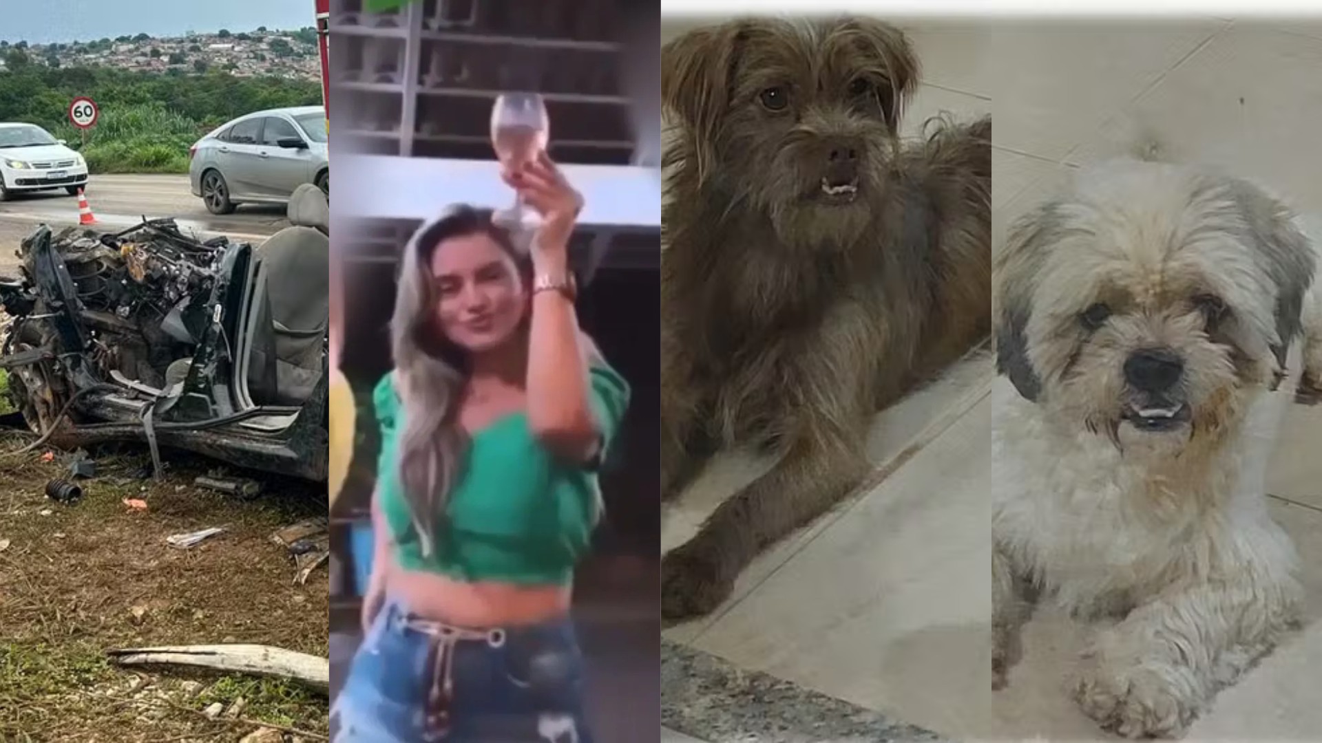 Você viu? Família morre em acidente entre carro e carreta, advogada que ofendeu nordestinos condenada a pagar R$ 20 mil e cachorros abandonados