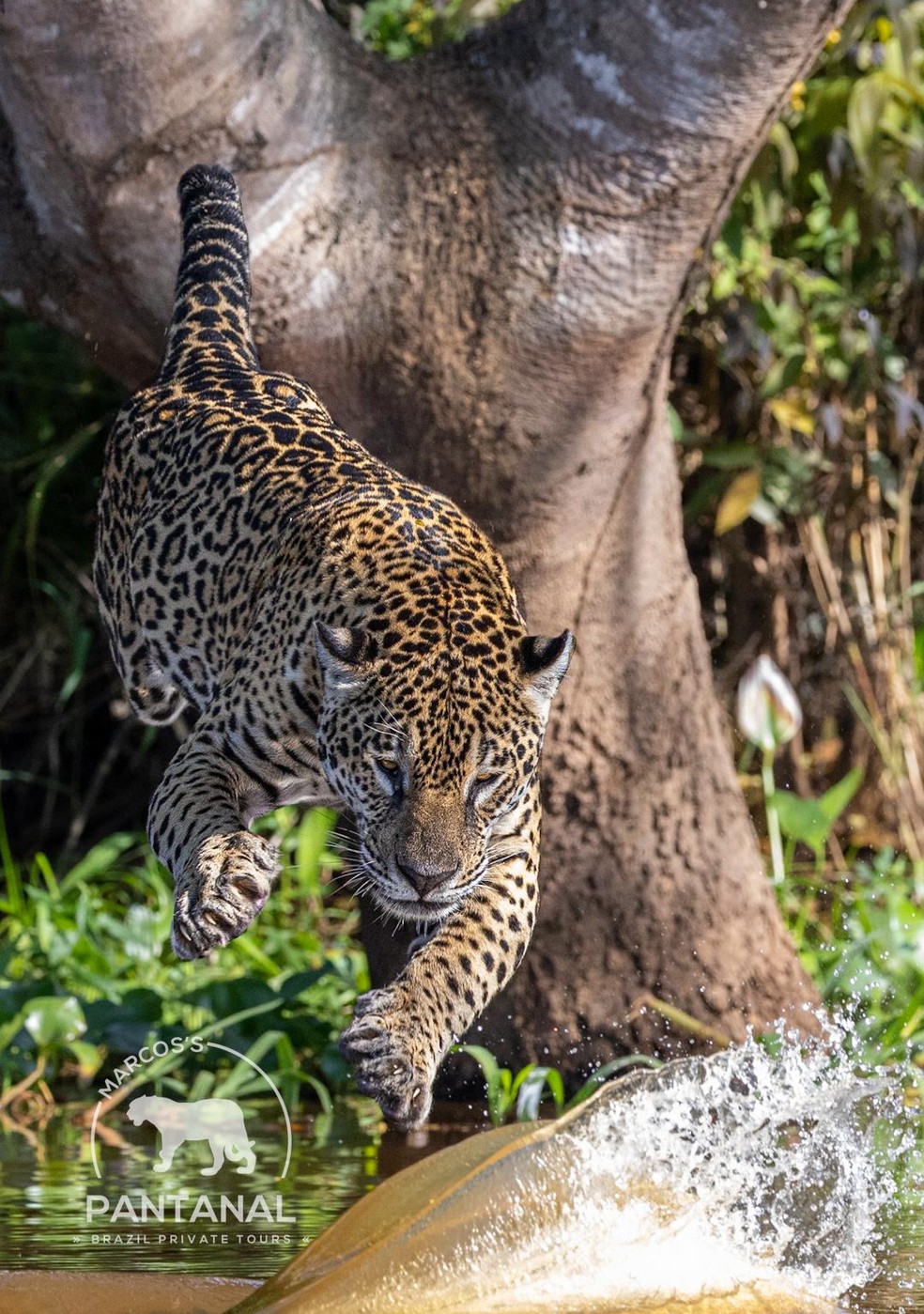 Momento em que onça pula e ataca jacaré no Pantanal em MT — Foto: Marcos Ardevino